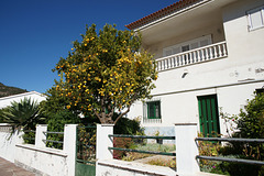 Orange Tree In Santiago Del Teide