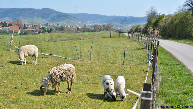 Schäfchen