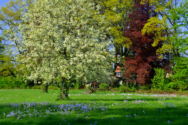 Whitsun Flowers