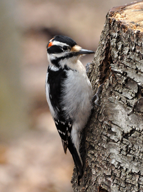 woodpecker st bruno April 2021 DSC 8736