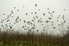 Blackbirds in the freezing fog