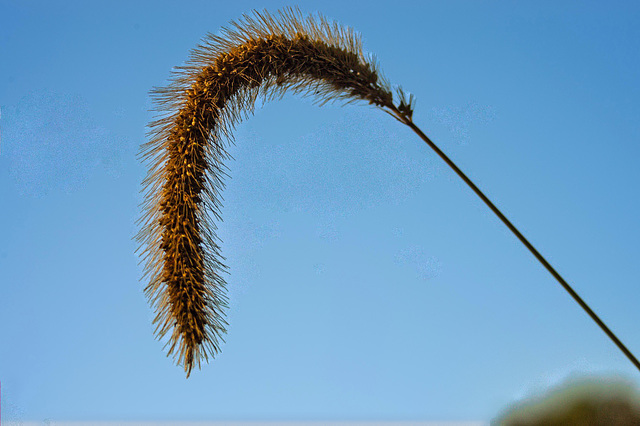 Seed Head