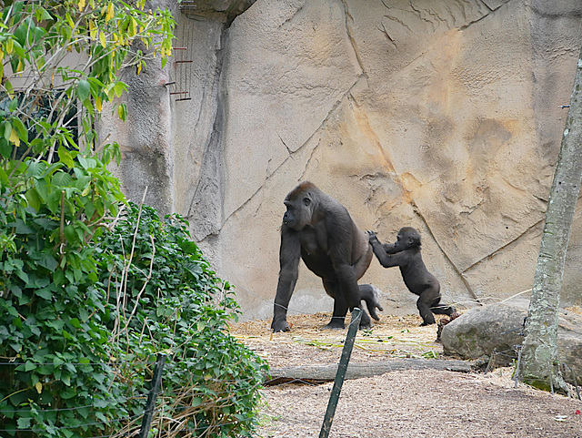 Ape Compound, Taronga Zoo (HWW, H.A.N.W.E.)