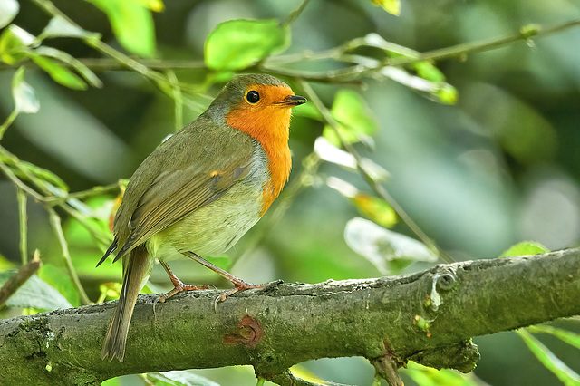 European Robin - Erithacus rubecula