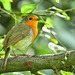 European Robin - Erithacus rubecula