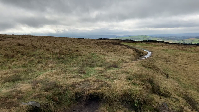 Skylarks Singing - 10 seconds SOUND