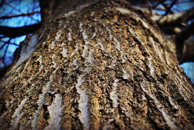 Proud Old Oak