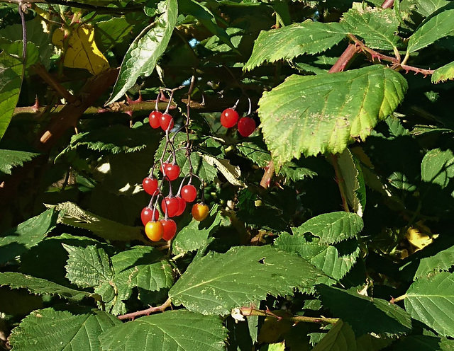 Bittersüßer Nachtschatten