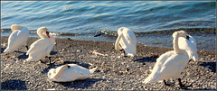 A hattyúk tava - Pillantás a kulisszákba... The Swan Lake - Images from backstage...