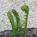 Fiddlehead ferns