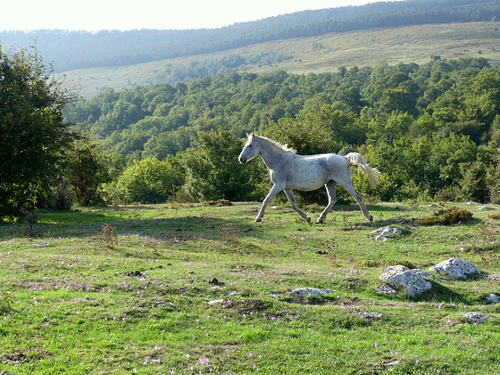 Al trote.Reinosa,Cantabria