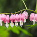 Bleeding Hearts