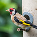 Goldfinch on my feeder55