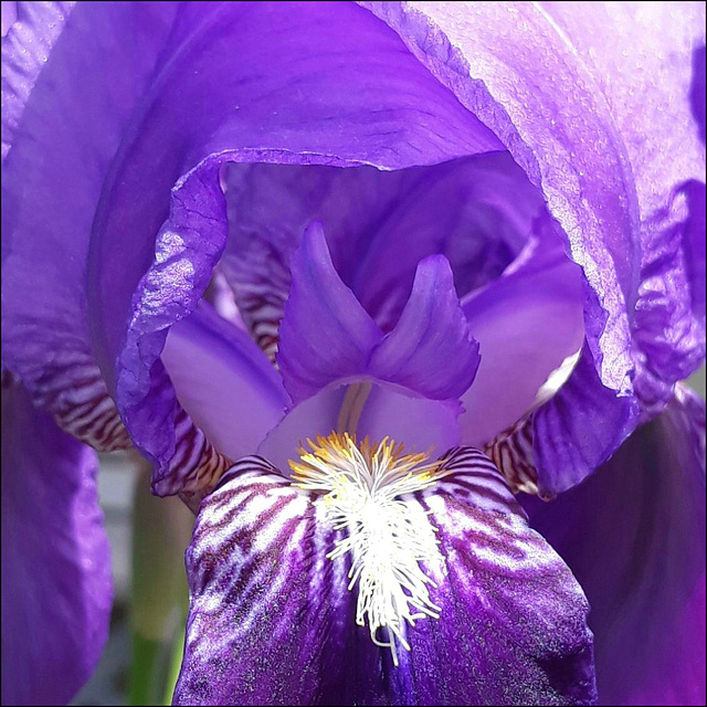 Iris.