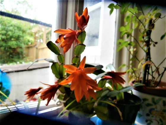 The orange cactus has opened more of its flowers
