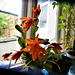 The orange cactus has opened more of its flowers The orange cactus has opened more of its flowers