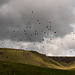 (mostly) Jackdaws with (some) Rooks