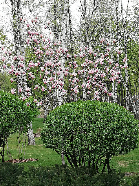 Magnolia in the park