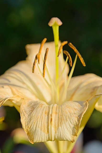 pale yellow lily 2