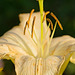 pale yellow lily 2