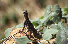 Lizard sunning itself