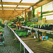 Green filtered Garden Centre