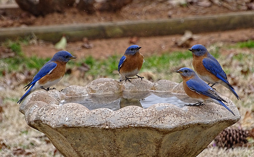 Bluebirds ~ The Boys are back !