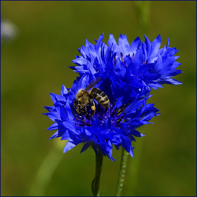 Doppelkornblume:)