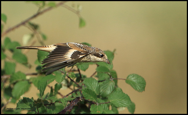 PIE GRIÈCHE À TÊTE ROUSSE