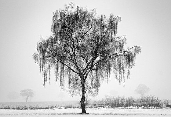 March 03: Golf course tree