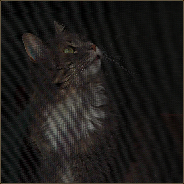 The cat watching birds flying over the neighbour's roof