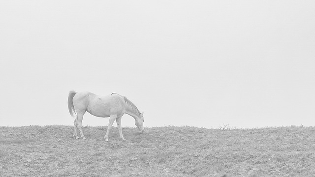 the hazy horse eating the horizon