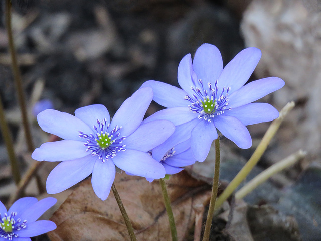 Hepatica