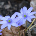 Hepatica