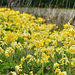 A host, of golden cowslips (With apologies to Wordsworth)