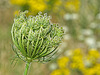 Wild Carrot Seed Head (+PiP)