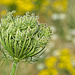 Wild Carrot Seed Head (+PiP)