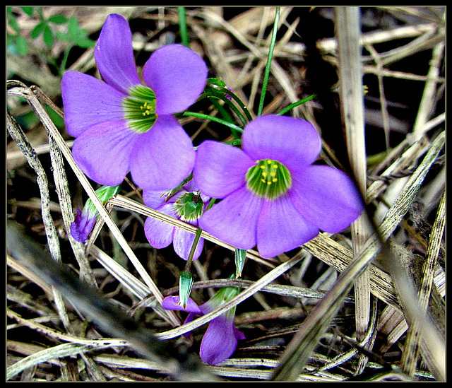 Purple Weeds