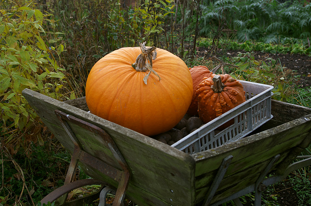 Garden produce at Packwood