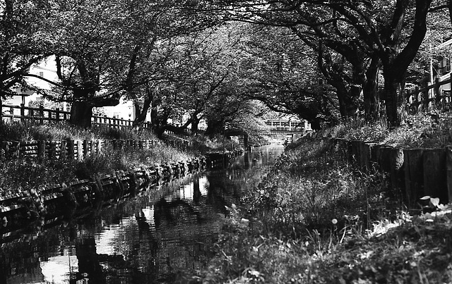 Channel under the cherry blossoms