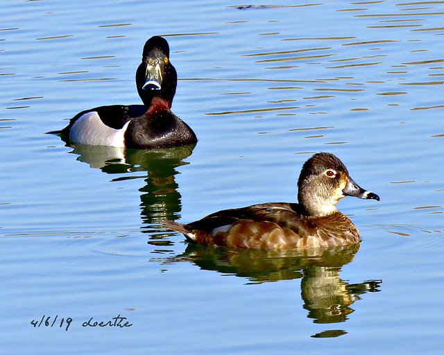 Ring-necked duck (Aythya collaris)