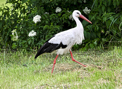 Mich im Blick habend, marschiert der Storch ruhig weiter