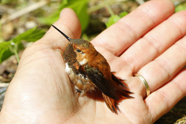 Anna's Hummingbird