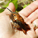 Anna's Hummingbird