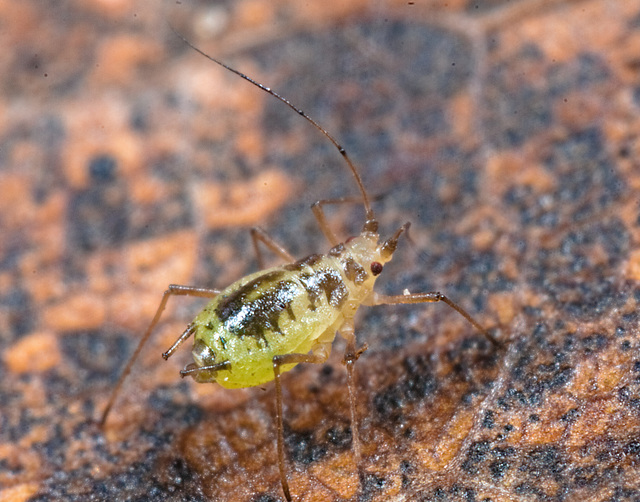 IMG 7067Aphid