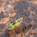 IMG 7067Aphid