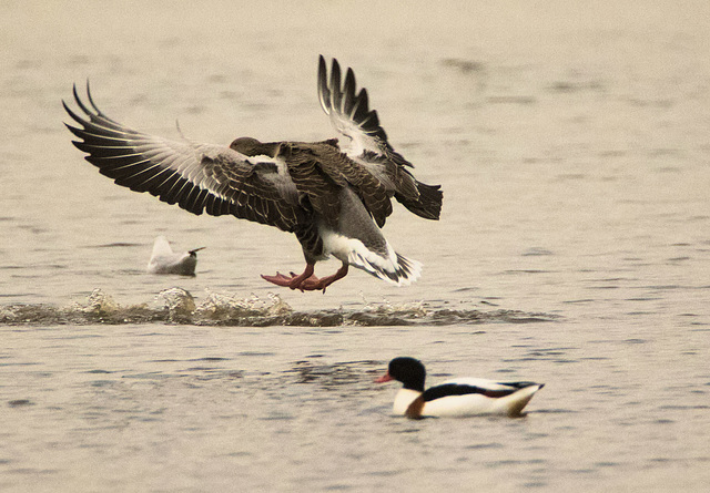 IMG 4601 Greylag Goosev2