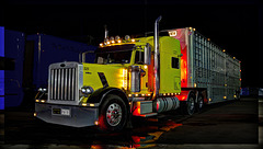 Peterbilt 359, Cattle Truck