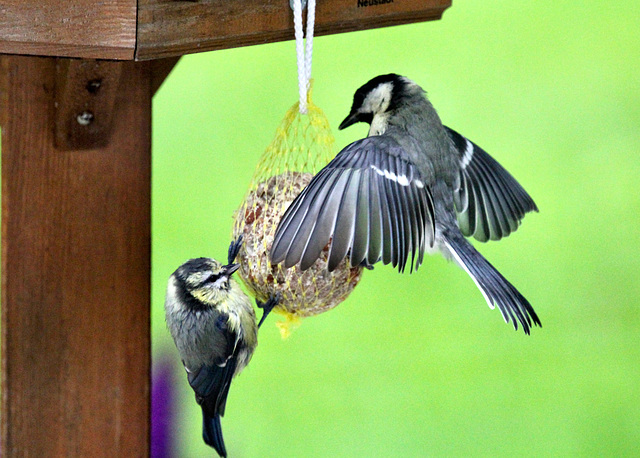 "Der Kloß gehört jetzt mir du Winzling." "Der Kloß gehört jetzt mir du Winzling."