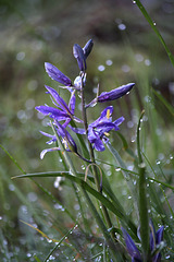 Common Camas